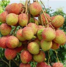 荔枝串.jpg